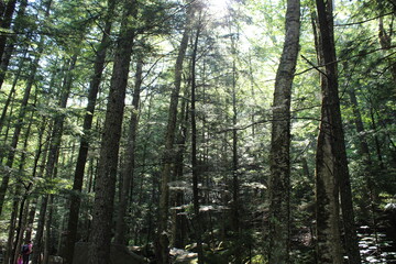 New Hampshire Woods Sun Shining Through the Branches