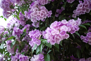 Beautiful full blooming of climbing purple blossom calls garlic vine (Ajo Sacha) or false garlic plant (Mansoa alliacea ,Mansoa hymenaea) ,which is tropical liana in family Bignoniaceae 