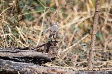 Blue Throat