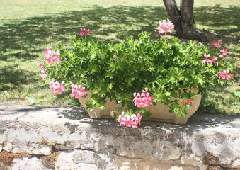 jardinière de géranium rose ,isolé en été
