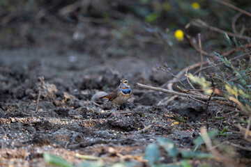 Blue Throat