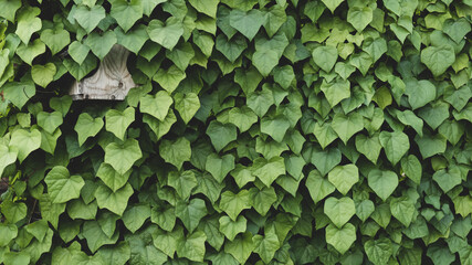 A wall of leaves with a house for birds