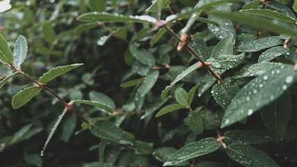 The leaves of honeysuckle in raindrops