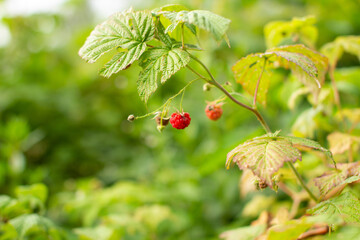 Ripe raspberry in the fruit garden. Raspberry bushes with ripe berries