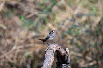 Blue Throat
