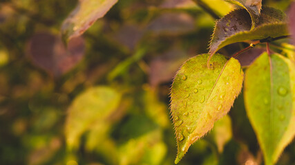 autumn, background, beautiful, bright, color, green, leaf, leaves, natural, nature, plant, raindrop, season, tree, yellow