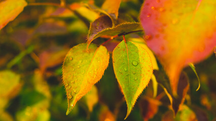 autumn, background, beautiful, bright, color, green, leaf, leaves, natural, nature, plant, raindrop, season, tree, yellow