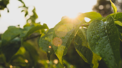 agriculture, apple, background, food, fresh, garden, green, healthy, leaf, natural, nature, plant, season, summer, sun