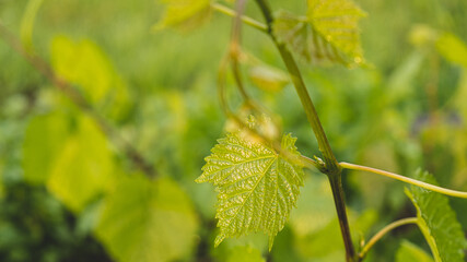 background, beautiful, branch, bright, closeup, color, environment, foliage, forest, fresh, freshness, garden, grape, green, growth, leaf, light, natural, nature, plant, season, spring, summer, sunny,