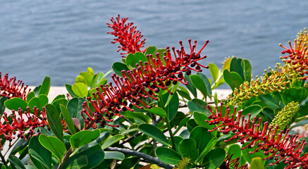 Exotic flowering plant (Norantea brasiliensis)