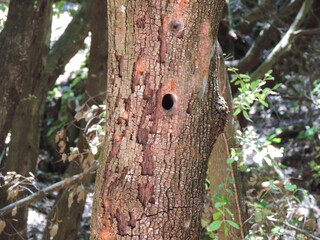 Closeup of a woodpecker nest