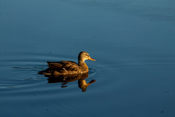 Mallard Duck. Elderly duckling on the lake.