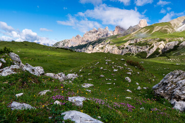 Fototapeta na wymiar Beautiful Flowers grass blooming in summer, green field, mountain background like heaven Dolomites, Italy