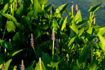 Obraz premium Pickerel weed flower - Pontederia cordata