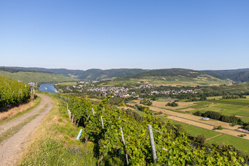 Fototapeta na wymiar Scenic view on river Moselle valley with vineyard in foreground