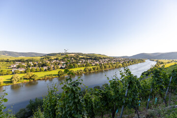 Fototapeta premium Scenic view on river Moselle valley with vineyard in foreground