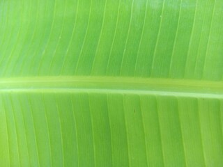 Banana leaf background texture amazing