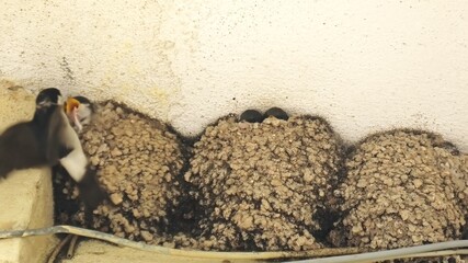 Close up of a mother barn swallow feeding its chicks in the nest under a roof in italian town. Hirundo rustica species in Europe, Italy.
