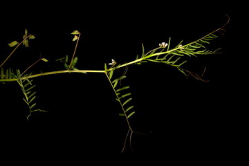 Hairy Tare (Vicia hirsuta). Habit