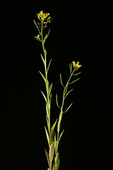 Treacle-Mustard (Erysimum cheiranthoides). General Habit
