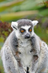 Fototapeta premium A lemur catta from Madagascar