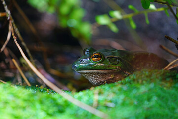 A green tree frog amphibian