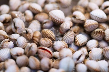 Close up of Steamed cockle ( Boiled cockles ) thai street food market