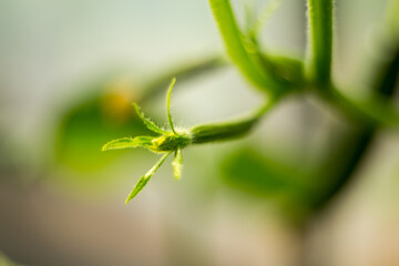 Natural background where focus is soft. Macro shot. Cucumber flower