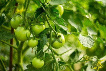 Natural background where focus is soft. Macro shot. Tomato bush in the greenhouse