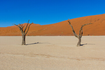Árboles secos en Deadvlei, uno de los valles de dunas más icónicos del Parque Nacional Namib-Naukluft, en Namibia.