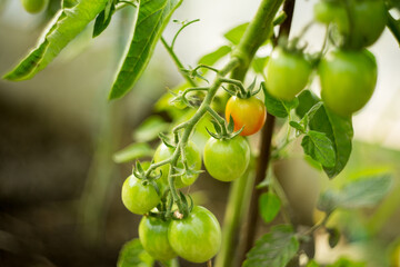Natural background where focus is soft. Macro shot. Tomato bush in the greenhouse