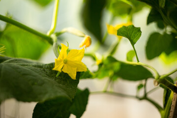 Natural background where focus is soft. Macro shot. Cucumber flower
