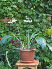 Fototapeta na wymiar Eucharis or Amazonian Lily a beautiful home flower