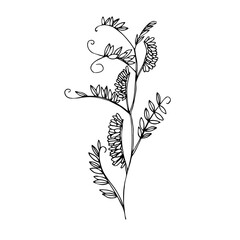 Fototapeta premium Hand-drawn image of a mouse pea stalk with leaves and flowers. Black and white image isolated on a white background. 