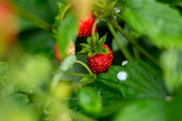 Natural background where focus is soft. Macro shot. Fragaria vesca. Wild Strawberries