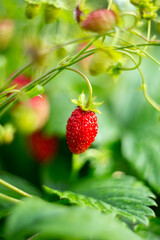 Natural background where focus is soft. Macro shot. Fragaria vesca. Wild Strawberries