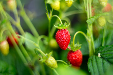 Natural background where focus is soft. Macro shot. Fragaria vesca. Wild Strawberries