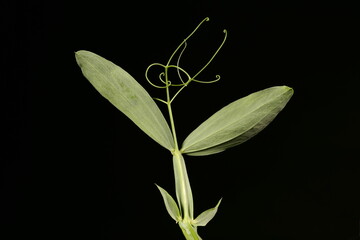 Broad-Leaved Everlasting Pea (Lathyrus latifolius). Leaf Closeup