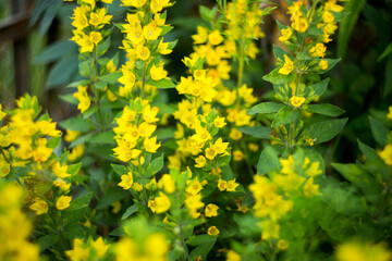 Fototapeta premium Natural background where focus is soft. Macro shot. Lysimachia vulgaris
