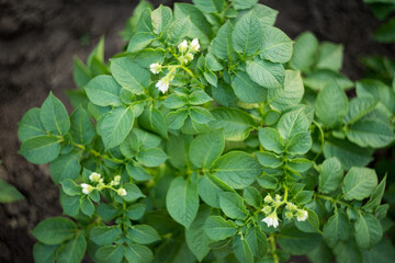 Natural background where focus is soft. Macro shot. Flowering potato bush