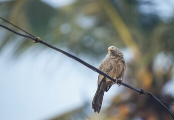 Indian Jungle Babbler on a cable