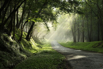 Obraz premium PARAMBIKULAM TIGER RESERVE