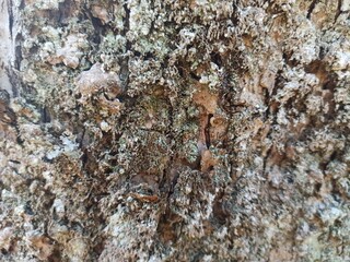 tree bark texture 2