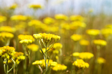 Yellow flowers of medicinal herb Helichrysum (Helichrysum arenarium) closeup, soft focus.  Medicinal herbs, alternative medicine.
