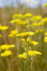 Yellow flowers of medicinal herb Helichrysum (Helichrysum arenarium) closeup, soft focus.  Medicinal herbs, alternative medicine.