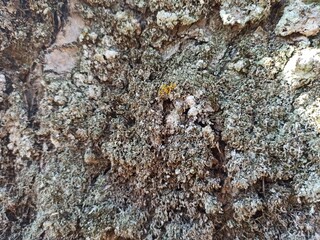Tree bark texture 1