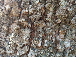 Tree bark texture 3