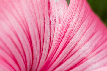 Pink flower petals close up