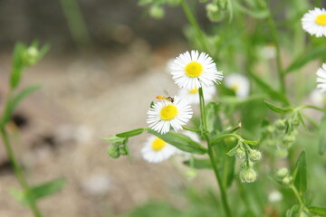Little flower little friends.
（小さな花の小さな友達）