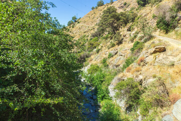 Fototapeta na wymiar high mountain river surrounded by vegetation